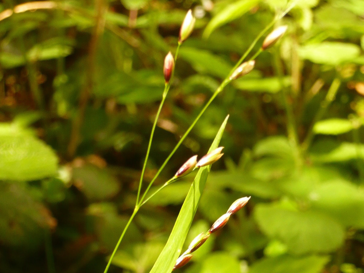 Melica uniflora (Poaceae)